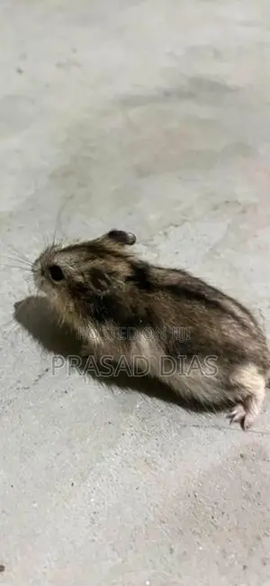 Hamster