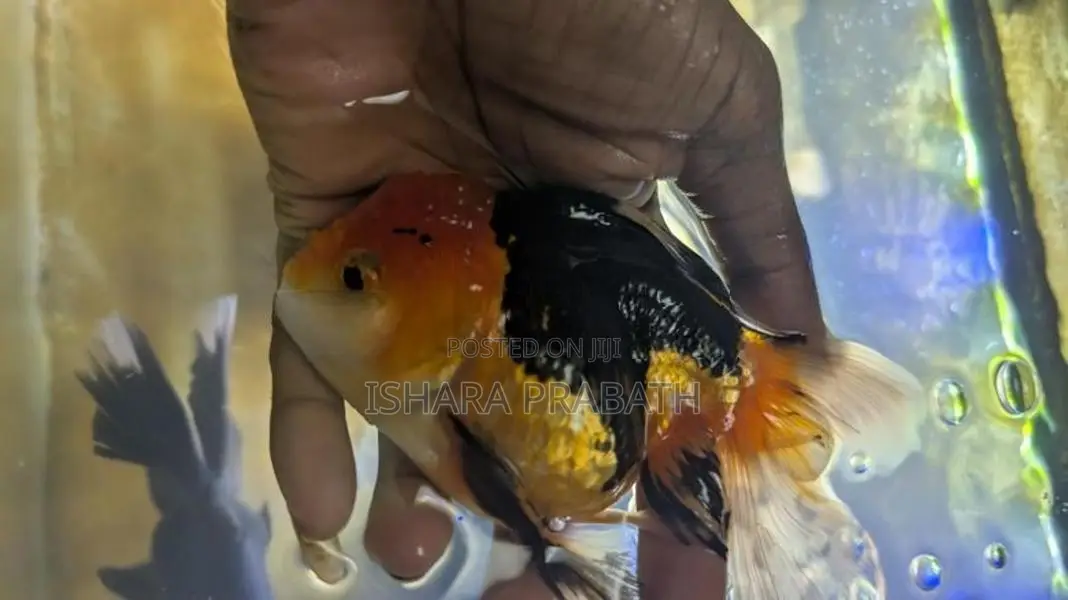 Orenda Fish