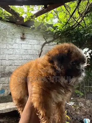 Shih Tzu Puppy