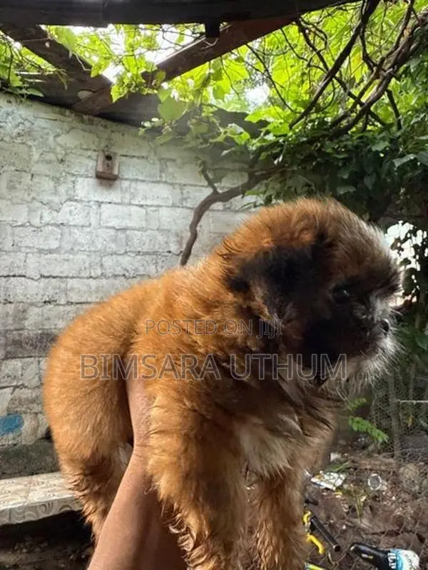 Shih Tzu Puppy