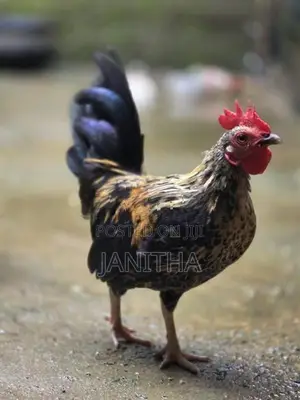 Chicken