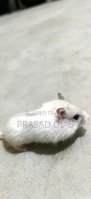 Hamster