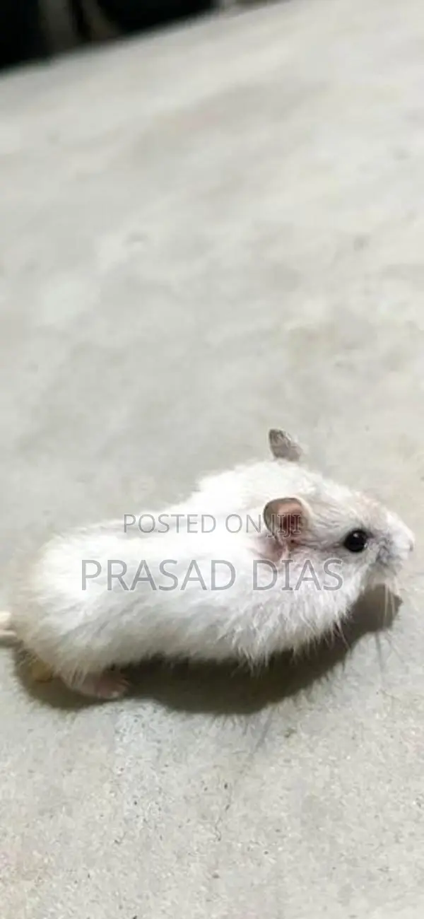 Hamster