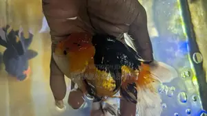 Orenda Fish