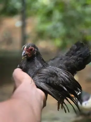 Chicken
