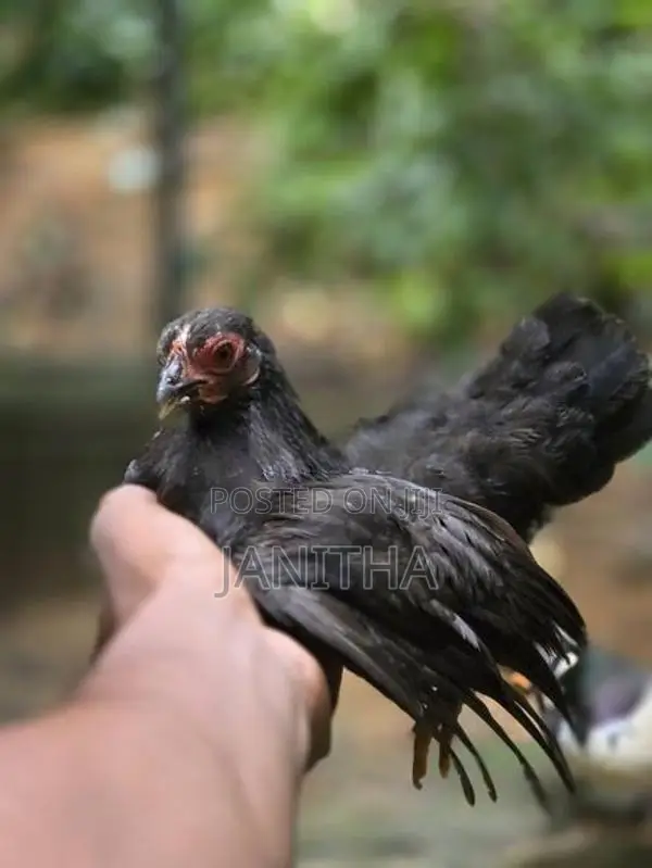 Chicken