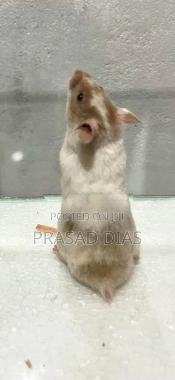 Hamster