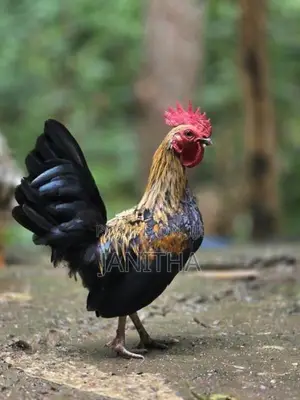 Chicken