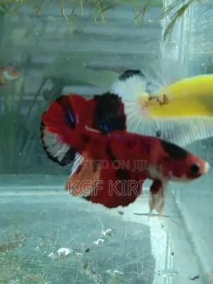 Betta Fish
