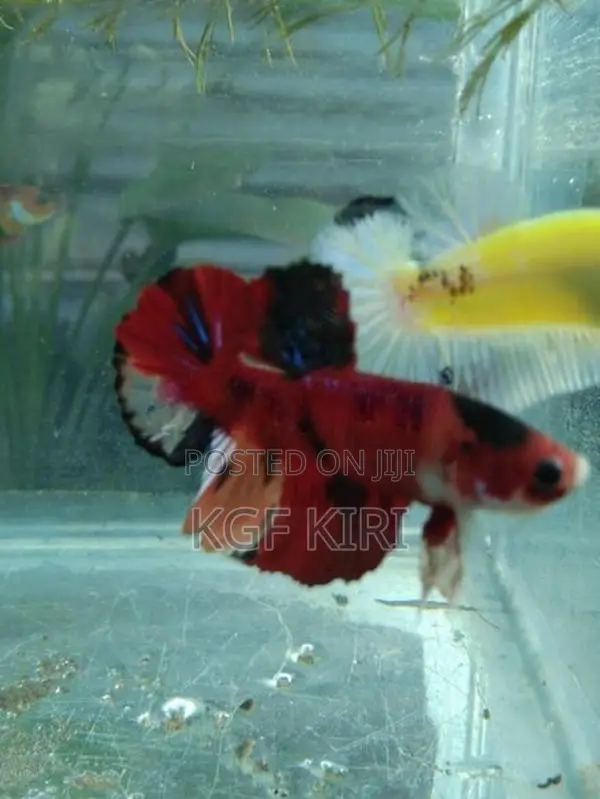 Betta Fish