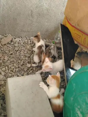 kitty