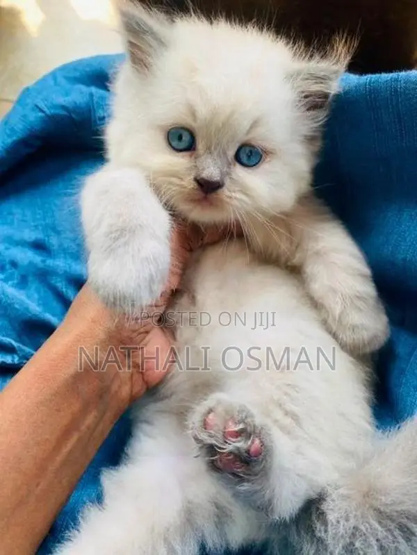 Persian Kittens