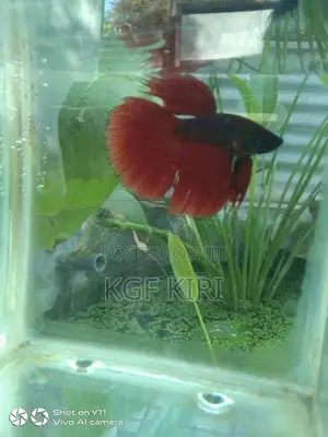 Betta Fish