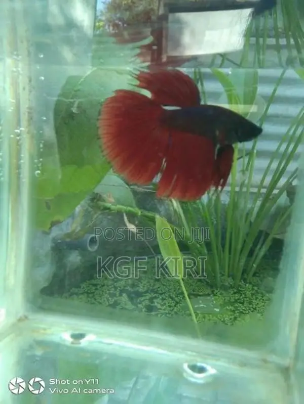 Betta Fish