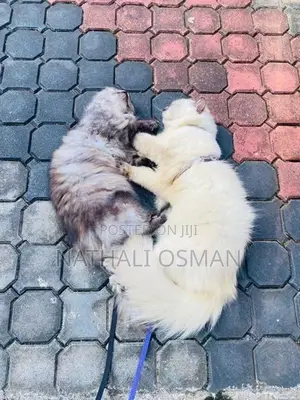 Persian Kittens
