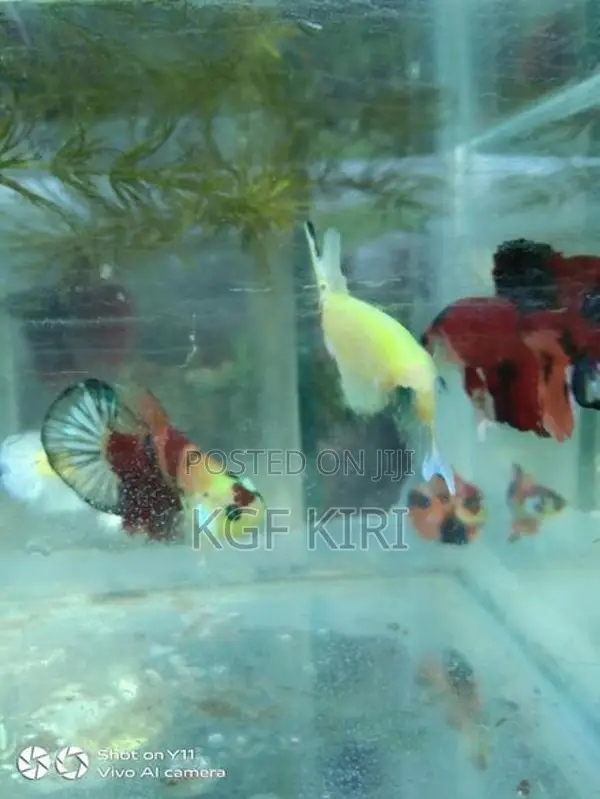 Betta Fish