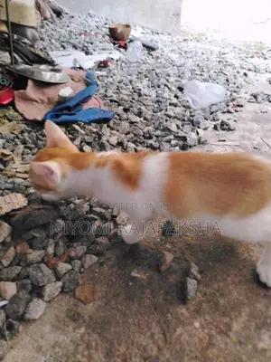 kitty