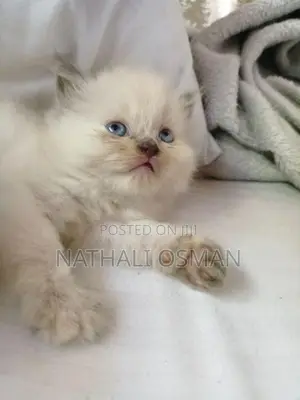 Persian Kittens