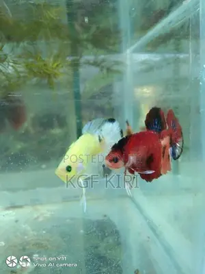Betta Fish