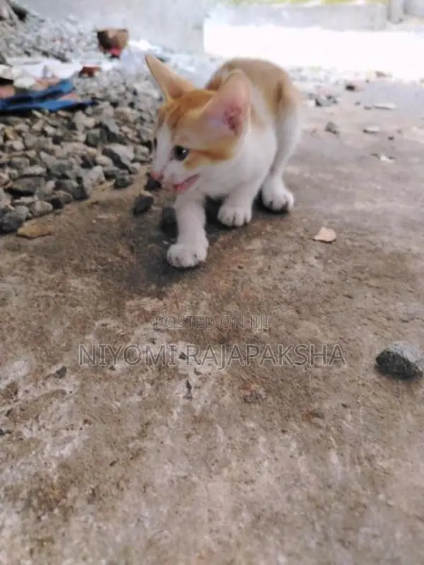 kitty