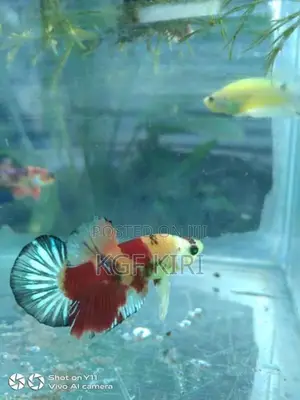 Betta Fish