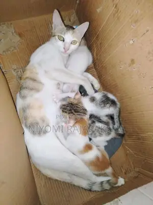 kitty
