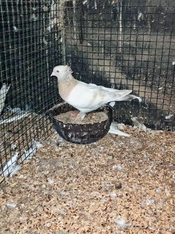 Pigeon