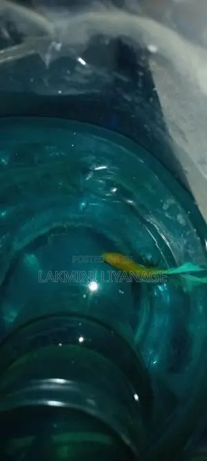 Fighter Fish