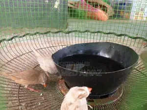 Finches Bird