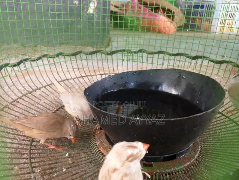 Finches Bird