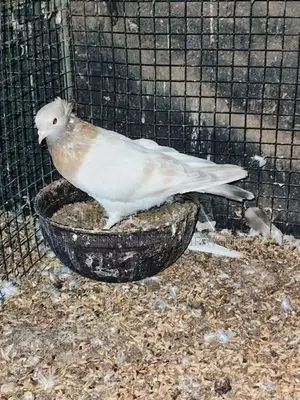 Pigeon