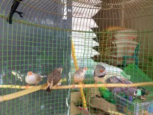 Finches Bird