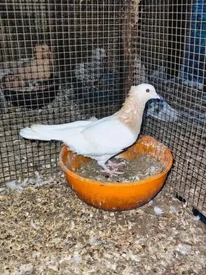 Pigeon