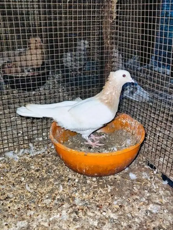 Pigeon