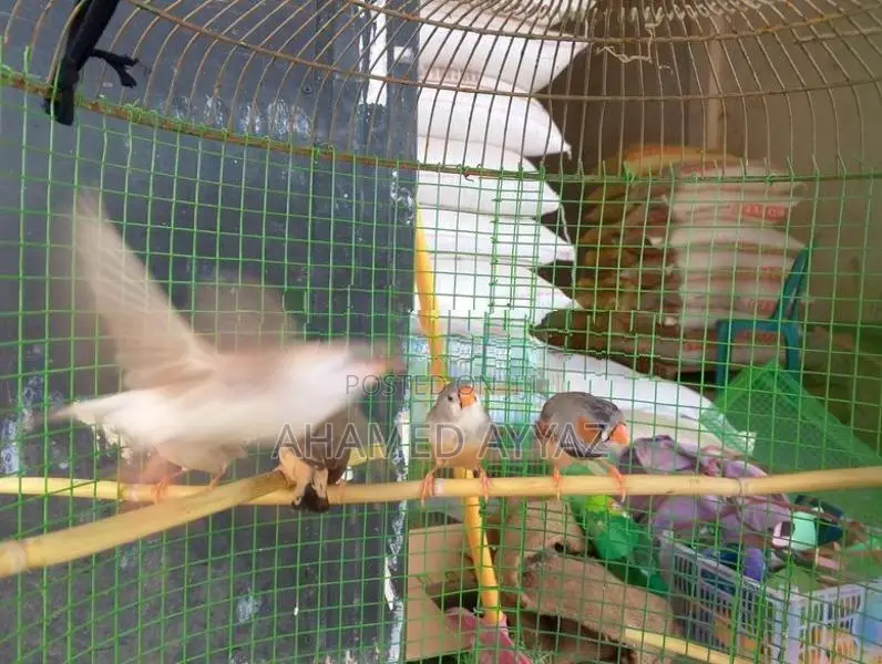 Finches Bird