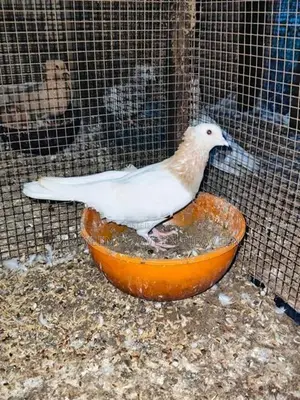 Pigeon