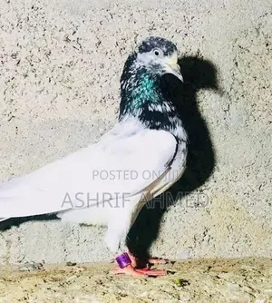 Pigeon
