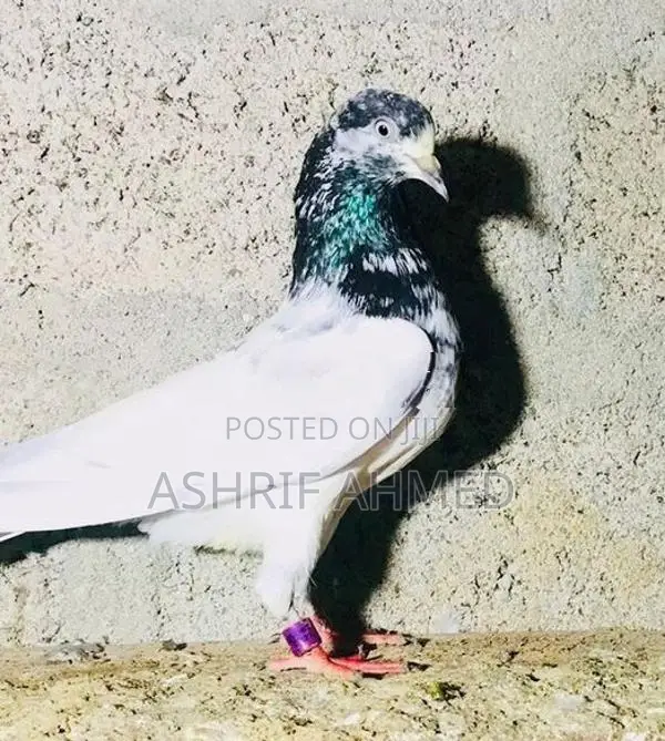 Pigeon