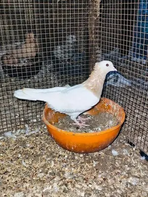 Pigeon
