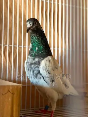 Pigeon