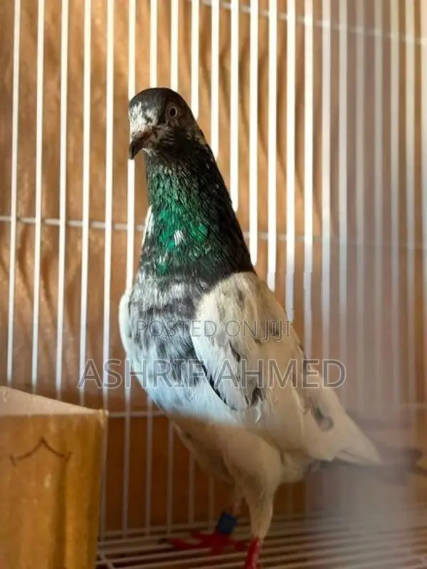 Pigeon