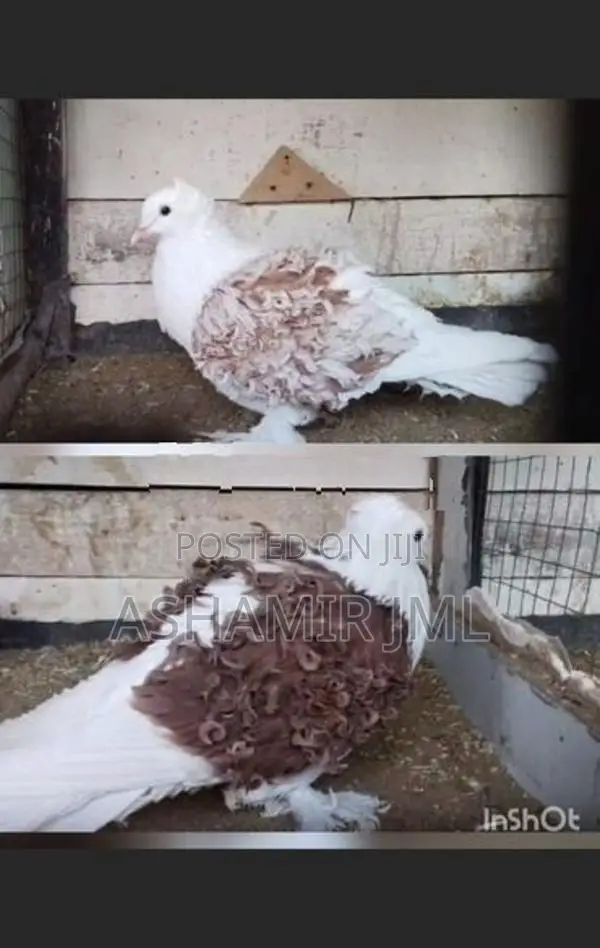 Frillback Pigeon