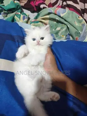 White Odd Eye Persian Cat