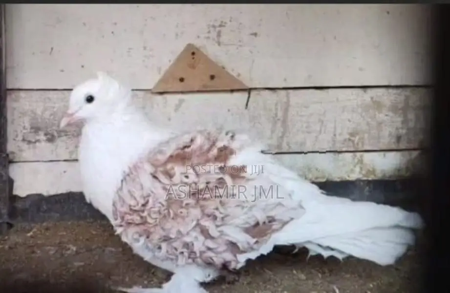 Frillback Pigeon
