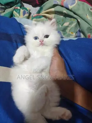 White Odd Eye Persian Cat