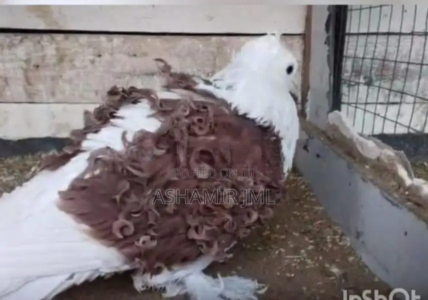 Frillback Pigeon