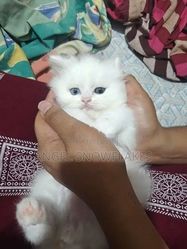 White Odd Eye Persian Cat