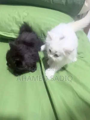 Persian Cat