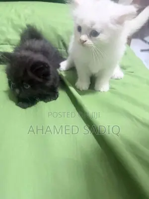 Persian Cat