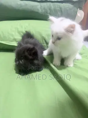 Persian Cat